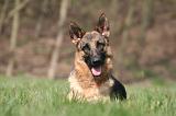 BERGER ALLEMAND 1287